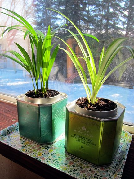 Tea Tin Planters from Alaska Knit Nat