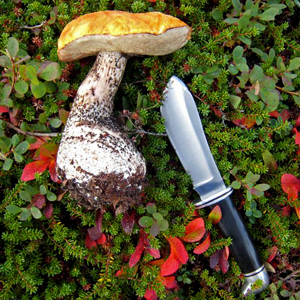 Alaska Guide to Boletus Mushrooms | Alaska Knit Nat
