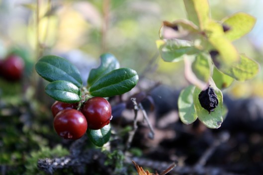Wild Cranberry & Lemon Muffins