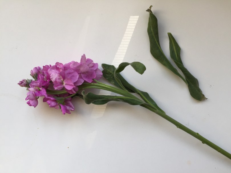 8 Simple Steps to Long-lasting Grocery Store Flowers | from Alaska Knit Nat