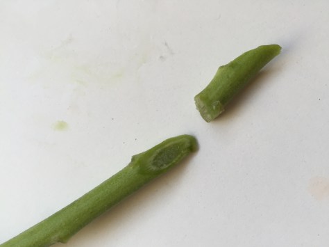 8 Simple Steps to Long-lasting Grocery Store Flowers | from Alaska Knit Nat