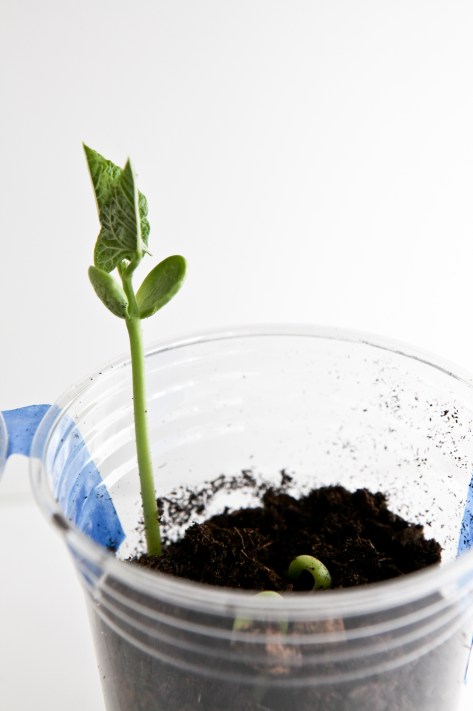 DIY mini greenhouses || a quick kids craft from Alaskaknitnat.com