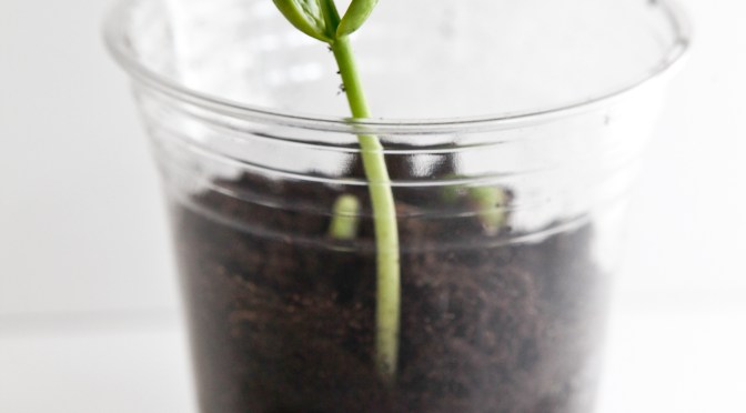 DIY mini greenhouse: A quick kids craft