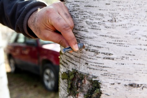 Birch tree tapping | Make your own birch syrup | Alaskaknitnat.com