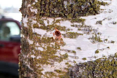 Birch tree tapping | Make your own birch syrup | Alaskaknitnat.com
