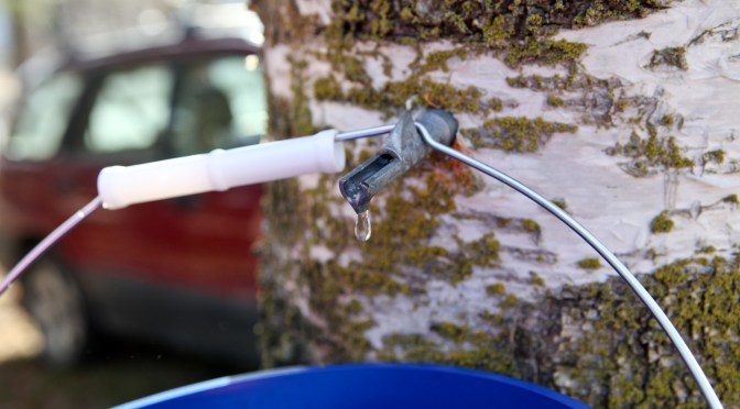Harvesting Anchorage: Birch Tree Tapping
