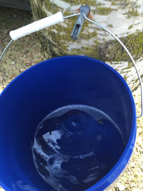 Birch tree tapping | Make your own birch syrup | Alaskaknitnat.com