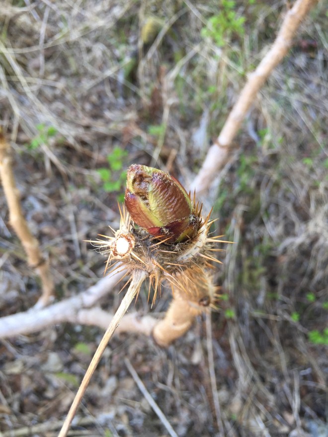 Harvesting Anchorage: Devil's Club Pesto | A free recipe from AlaskaKnitNat.com