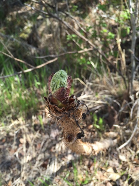 Harvesting Anchorage: Devil's Club Pesto | A free recipe from AlaskaKnitNat.com