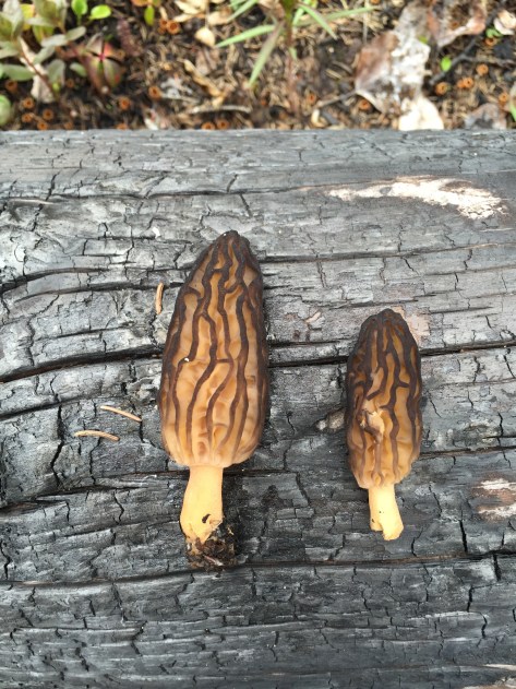 Harvesting Alaska: Morel Mushrooms on Funny River Road