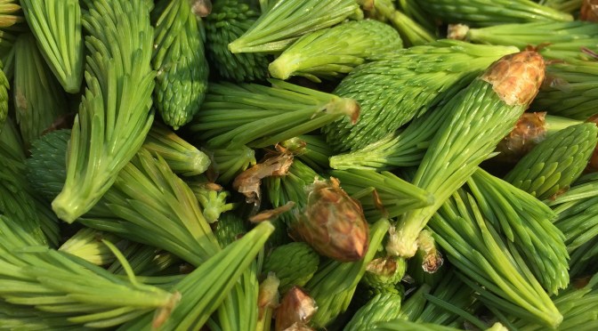 Harvesting Anchorage: Spruce tips | Alaskaknitnat.com