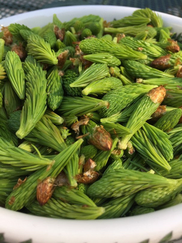 Harvesting Anchorage: Spruce tips | Alaskaknitnat.com