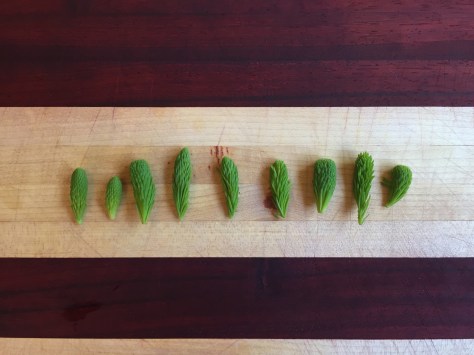 Harvesting Anchorage: Spruce tips | Alaskaknitnat.com