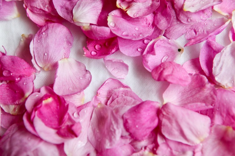 Harvesting Anchorage: Wild Rose and Rhubarb Cookies | A recipe from Alaskaknitnat.com