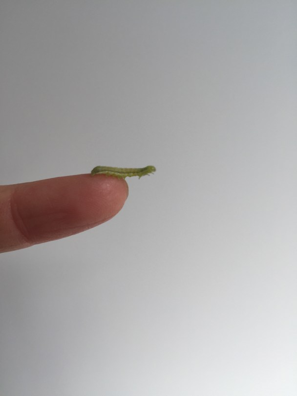 Harvesting Anchorage: Wild Rose and Rhubarb Cookies | A recipe from Alaskaknitnat.com