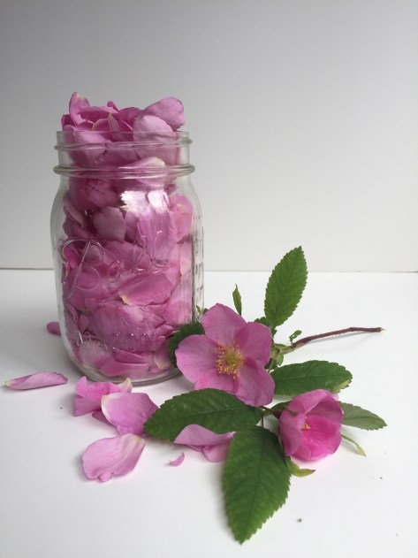 Harvesting Anchorage: Wild Rose and Rhubarb Cookies | A recipe from Alaskaknitnat.com