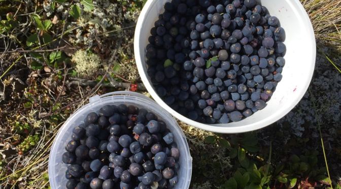 Harvesting Anchorage: Mama’s Blueberry Jam