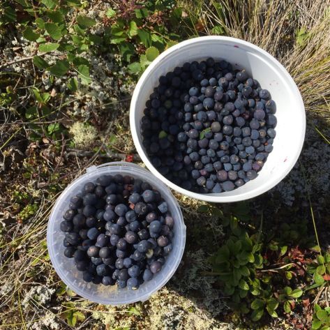 Harvesting Anchorage: Mama's Blueberry Jam | A recipe from alaskaknitnat.com