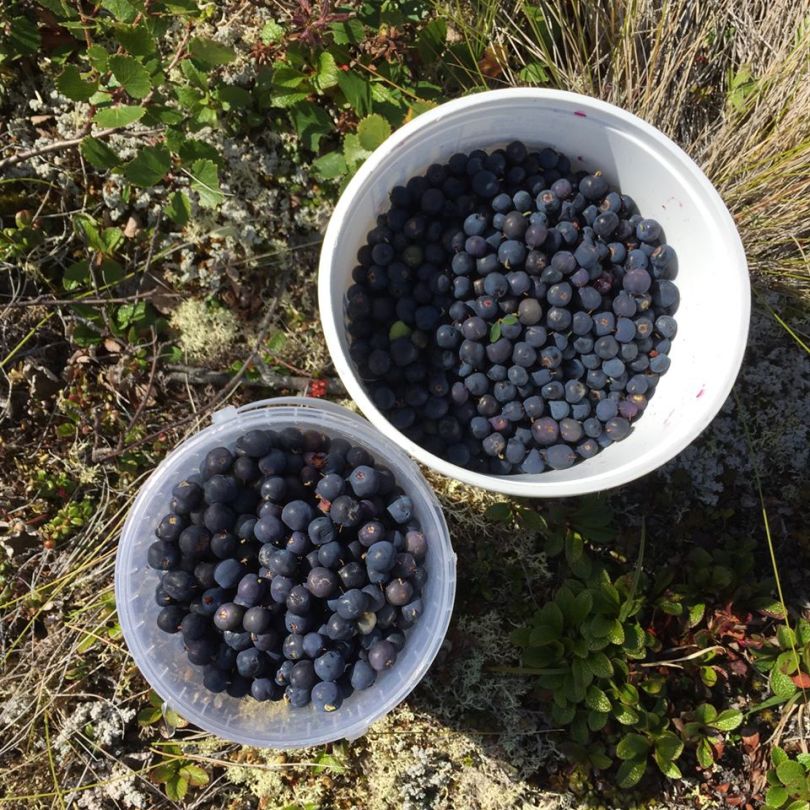 Harvesting Anchorage: Mama's Blueberry Jam | A recipe from alaskaknitnat.com