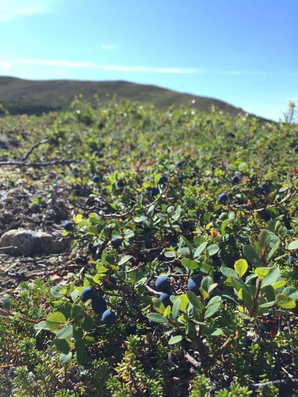 Harvesting Anchorage: Mama's Blueberry Jam | A recipe from alaskaknitnat.com