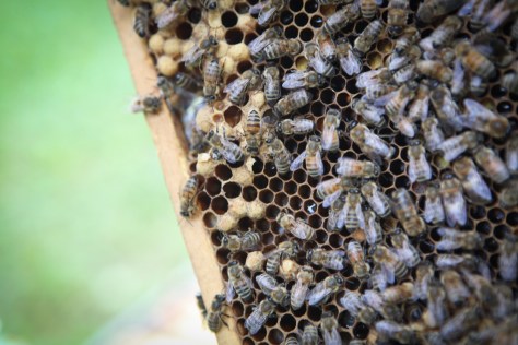 Harvesting Anchorage: Honey + Wildflower Tea | A profile of Ivan Night, Alaska beekeeper and mead maker