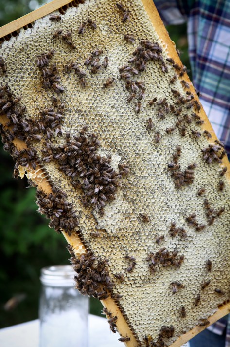 Harvesting Anchorage: Honey + Wildflower Tea | A profile of Ivan Night, Alaska beekeeper and mead maker
