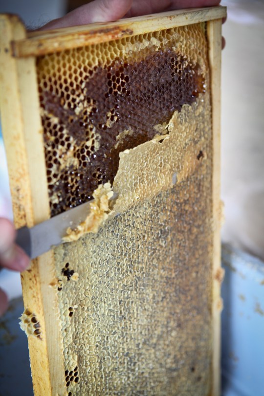 Harvesting Anchorage: Honey + Wildflower Tea | A profile of Ivan Night, Alaska beekeeper and mead maker