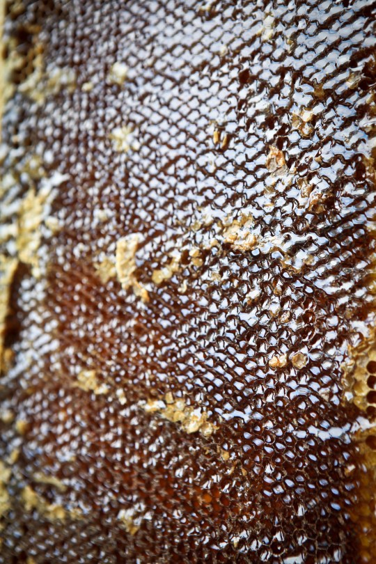 Harvesting Anchorage: Honey + Wildflower Tea | A profile of Ivan Night, Alaska beekeeper and mead maker