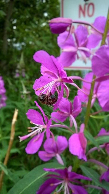 Harvesting Anchorage: Honey + Wildflower Tea | A profile of Ivan Night, Alaska beekeeper and mead maker