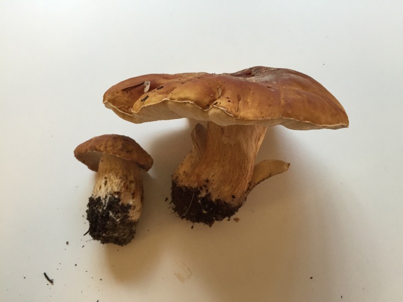 Spaghetti & Chicken in a lemon, thyme mushroom sauce | An original recipe from Alaskaknitnat.com