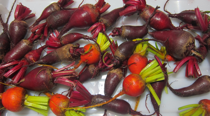 Harvesting Anchorage: Pickling and Canning Beets