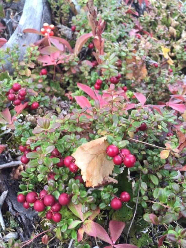 Harvesting Anchorage: Lowbush Cranberry Marmalade | This is a delicious cranberry orange jam recipe that's perfect for Christmas and holiday gifts for teachers, friends and family. Recipe from Alaskaknitnat.com