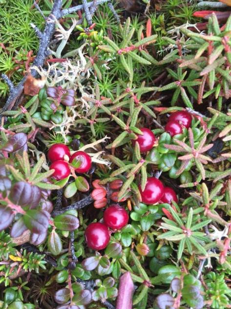 Harvesting Anchorage: Lowbush Cranberry Marmalade | This is a delicious cranberry orange jam recipe that's perfect for Christmas and holiday gifts for teachers, friends and family. Recipe from Alaskaknitnat.com