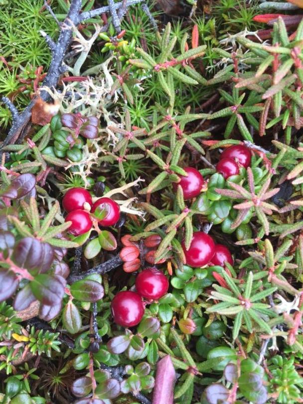 Harvesting Anchorage: Lowbush Cranberry Marmalade | This is a delicious cranberry orange jam recipe that's perfect for Christmas and holiday gifts for teachers, friends and family. Recipe from Alaskaknitnat.com