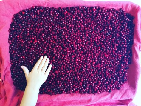 Harvesting Anchorage: Lowbush Cranberry Marmalade | This is a delicious cranberry orange jam recipe that's perfect for Christmas and holiday gifts for teachers, friends and family. Recipe from Alaskaknitnat.com