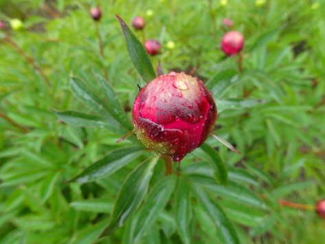 Rachel Christy, owner of Alaska Blooms Peony Farm in Wasilla, gave me a tour of her farm on a rainy Sunday in June. Her farm is in its 6th year and she plans to cut more than 5,000 blooms this year. Story by Natasha Price of alaskaknitnat.com