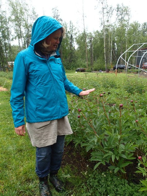 Rachel Christy, owner of Alaska Blooms Peony Farm in Wasilla, gave me a tour of her farm on a rainy Sunday in June. Her farm is in its 6th year and she plans to cut more than 5,000 blooms this year. Story by Natasha Price of alaskaknitnat.com