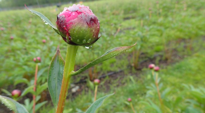 Tour of Alaska Blooms Peony Farm
