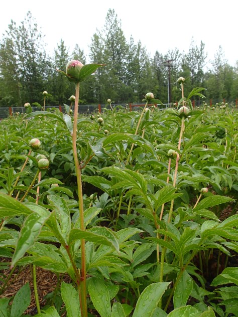 Rachel Christy, owner of Alaska Blooms Peony Farm in Wasilla, gave me a tour of her farm on a rainy Sunday in June. Her farm is in its 6th year and she plans to cut more than 5,000 blooms this year. Story by Natasha Price of alaskaknitnat.com