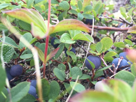 Summer in Alaska: Blueberries, Mushrooms, Peonies & Mimosas