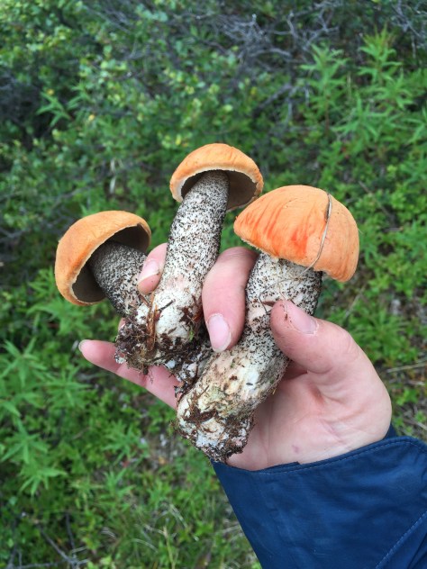 Summer in Alaska: Blueberries, Mushrooms, Peonies & Mimosas