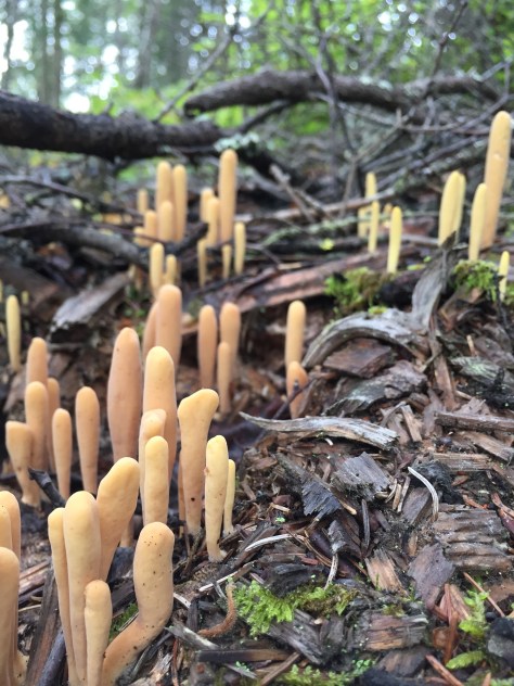 Inedible mushrooms found in Anchorage forests