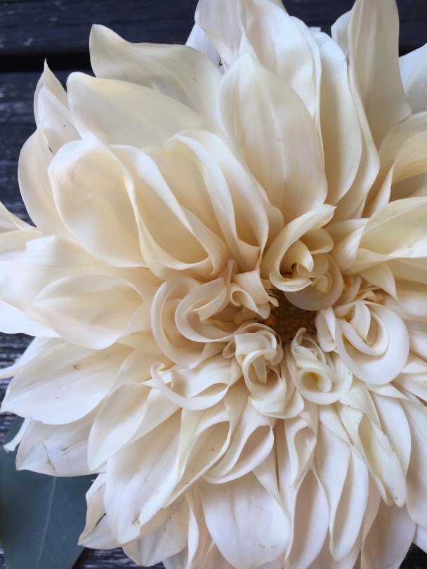 Cafe au lait dahlia - the most sought-after wedding flower of the past two summers